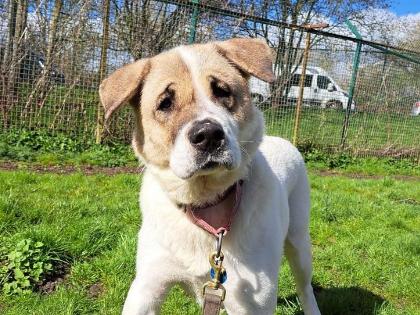 Ice is a gentle soul looking for an experienced owner in a quiet, rural area who can offer her the stability and unconditional love she deserves. While she is a strong girl who is currently thriving with the help of a behaviourist, she is fully muzzle-trained and comes with full rescue backup to ensure a smooth transition into her new adult-only home. 🐾 York Animal Home