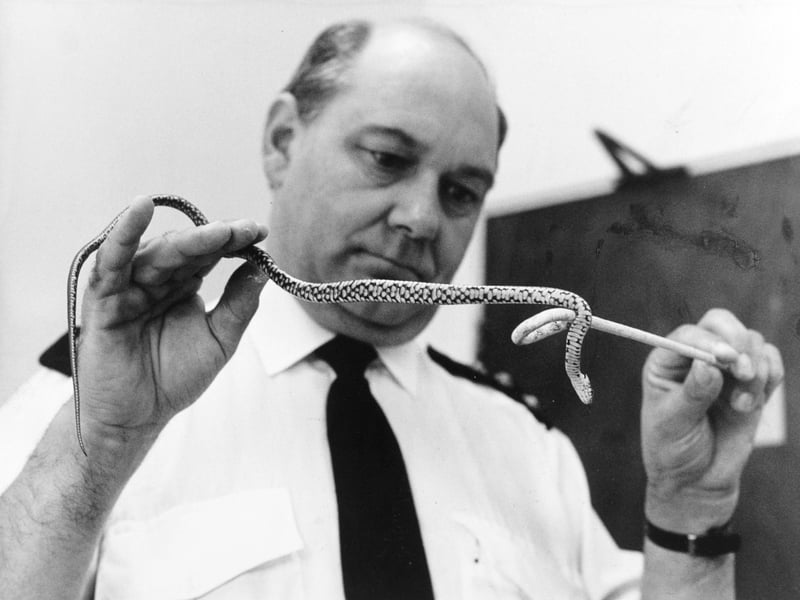 August 1986 and pictured is Paul Jackson at his garage business on Assembly Street  where he was attacked by a khaki and yellow Italian grass snake. It was taken away by Chief Inspector Sid Jenkins of the RSPCA. "It made a dive for me. I jumped out of the way just in time,"  said Mr. Jackson.