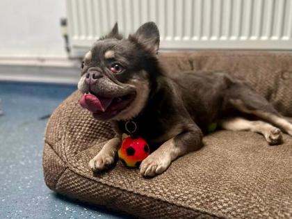 Dior is an active and affectionate Frenchie with high energy levels and a love for enrichment games. She is a playful girl who needs plenty of mental stimulation and continued training to help manage her over-excitement when meeting new people. She requires a quiet, pet-free home with children aged 12 and over. 🐾 RSPCA Keighley, Craven & Upper Wharfedale Branch