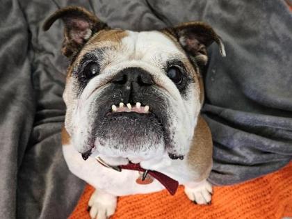 Meet Daisy, a gentle senior soul looking for a peaceful retirement. She is a friendly, independent lady who enjoys short walks, car journeys, and plenty of naps. Due to being hard of hearing, she would love a quiet home with a garden and must be the only pet. 🐾 RSPCA Halifax, Huddersfield, Bradford & District Animal Centre