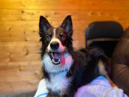 Take a look at Ollie, a farm-bred Collie with boundless energy and a high level of intelligence. This kind-hearted and affectionate lad is seeking an active, rural home with owners experienced in handling working breeds to help channel his instincts. He needs to be the only pet in the household and is well-suited to live with teenage children. 🐾 York Animal Home