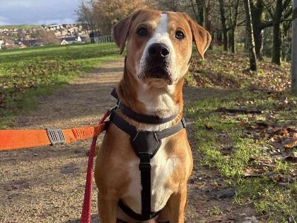 Brodie is an affectionate and playful "oversized lap dog" who is looking for a patient adult-only home. While he can be strong on the lead, he is a goofy, clean-kennelled boy who would love a secure garden for off-lead playtime. Due to his shy nature, adopters will need to visit him several times to build a bond before he heads home. 🐾 RSPCA Halifax, Huddersfield, Bradford & District Animal Centre