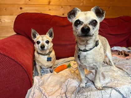 This inseparable pair are looking for a home together after the loss of their previous owner. While Rex is a playful soul who loves a game of tug-of-war, Molly enjoys a more relaxed pace and is perfectly happy watching the world go by from a cosy lap. Both dogs have shown incredible resilience following health challenges and are now fit, healthy, and eager to bring double the joy to a quiet household. 🐾 York Animal Home