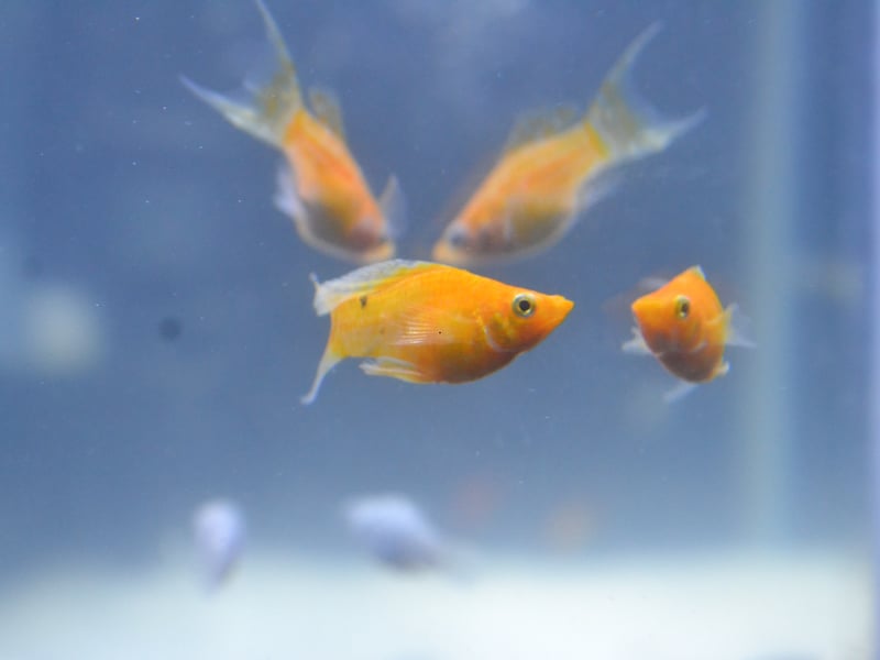 From the same family as the Guppy - and equally easy to keep - Mollies can be differentiated by their body shape and smaller tail. Widespread across the Americas, the Molly can come in a variety of colours, with black and orange being among the most popular with aquarium owners. 