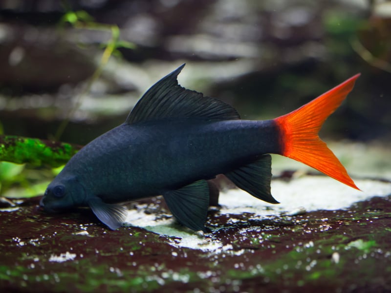 Despite its name, the Red-tailed Black Shark is more closely related to the humble Carp than the Great White. Critically endangered in its native Thailand, this fish is common in aquariums, where they are all captively bred. Their one drawback is that they can be aggressive against fellow Red-tailed Black Sharks - something to look out for. 
