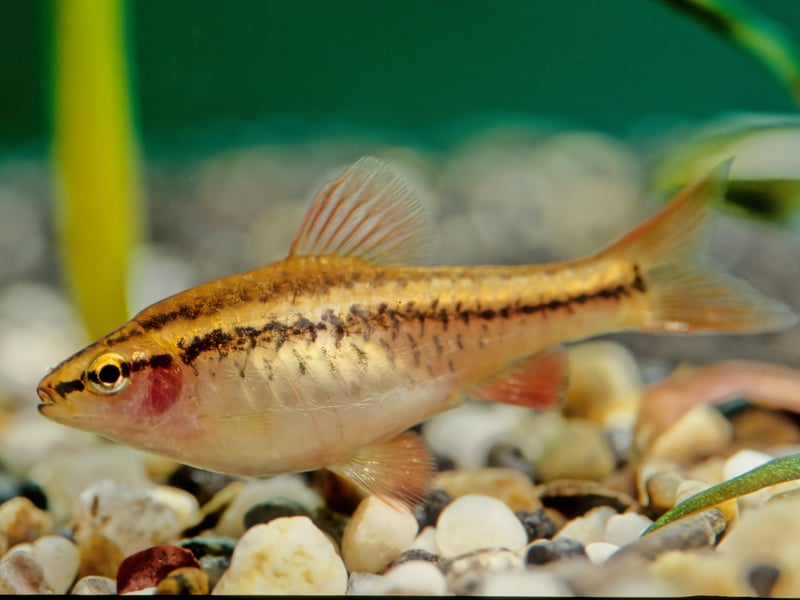 Another schooling fish, you'll want a minimum of six Cherry Barb in your tank to keep them happy. Native to Sri Lanka, keep the ratio at two females to every male to maintain a healthy hierarchy. It's easy to tell the difference as the male is deep red, compared to the female's browny red colour (pictured)..