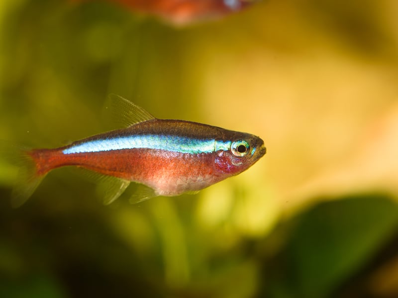 Similar to the Neon Tetra, but with a distinctive red lower half of the body and an even more vibrant blue stripe, the Cardinal Tetra is slightly less popular - and more expensive - because it is more difficult to breed in captivity. It's still just as easy to look after though.