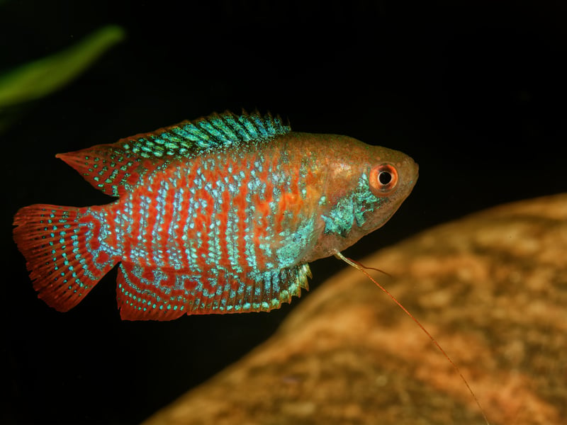 Highly prized for their stunning colours, the Dwarf Gouramis only grows up to 2.5 inches in length and will be happy in either hard or soft water. The South Asian fish breathes directly from the atmosphere so needs easy access to the surface. They will live for up to four years with very little fuss - just make sure to keep their water clean otherwise they may contract diseases.