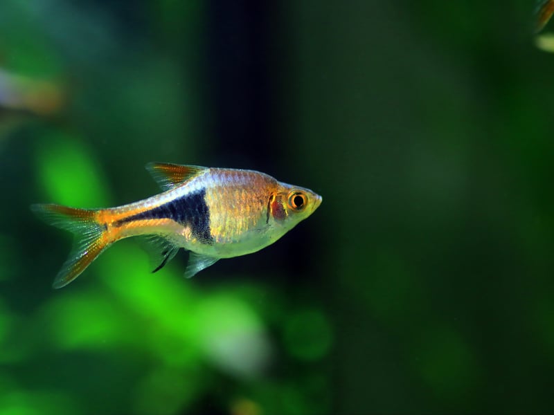 The colourful Harlequin Rasbora is a native of Southeast Asia is a small fish that will form a dazzling shoal in your aquarium. Get up to 10 of them - they get on well with everyone and are happy to just eat basic fish flakes. 