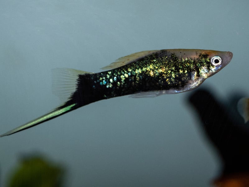 No prizes for guessing how the Swordtail got its name - with its distinctive tail differentiating it from its close cousin the Platy. Selective breeding means they are available in a wide variety of colours including black, silver, orange, red, and mixed patterns. They are great for beginners as they are a community fish, meaning they get on well with other species. The only exception is males can be territorial with other males - so maybe only add one to your tank.