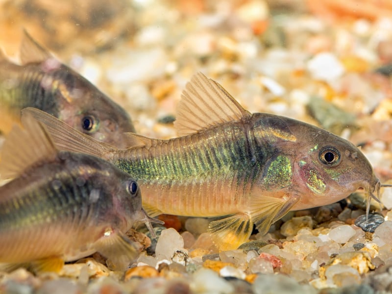 It's always good to have a helping hand with cleaning your tank and that's exactly what the Corydoras Catfish offers. It's a bottom feeding species that will happy clean up any food that has dropped to the bottom of the tank. Native to South America and Central America, they get on very well with other species of fish and are rarely aggressive. 