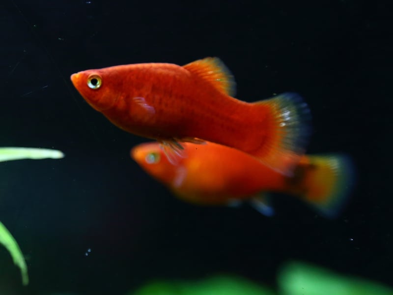 Native to the rivers of Central America, the Platy is yet another low-maintenance livebearer. There are actually two distinct species - the Southern Platyfish and the Variatus Platy - but they have been interbred to the point that any Platy bought in a pet shop will be a hybrid of the two.