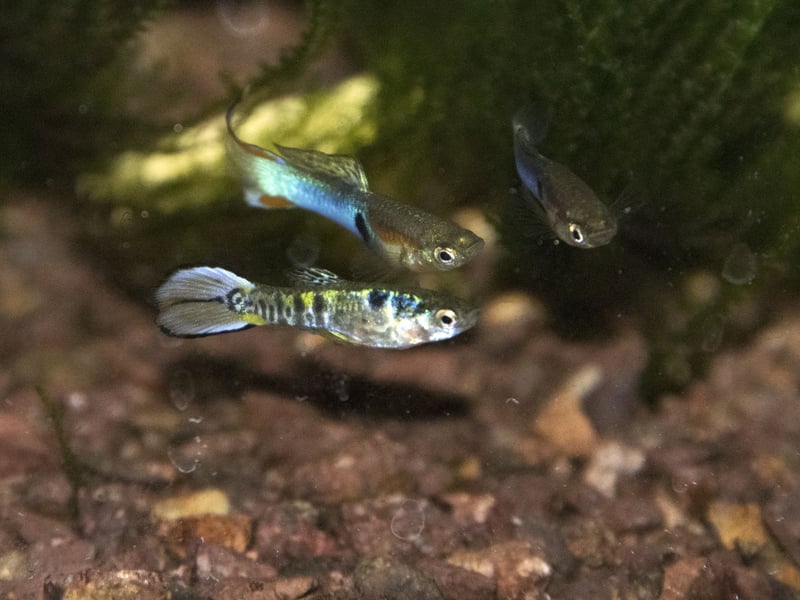These tiny Guppy-esque fish are simple to breed and even easier to take care of. Their diminuative size means they are a great choice for first-time aquariasts who only have room for a small tank. Sociable wee fish, you'll be wanting a small shoal of them.