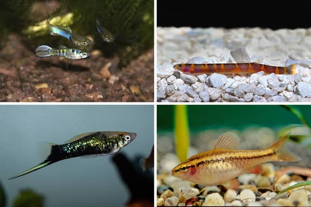 Some of the best tropical fish for newbies.