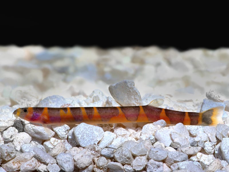 Native to the island of Java in Indonesia, the colourful eel-like Kuhli Loach tend to hide away during the day - coming out in the evening to scavenge food from the bottom of the tank. Easy to look after, just make sure they have plenty of hidey-holes to retire to. 