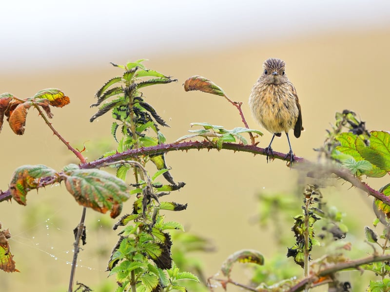 Young Stonechat by John Lauper, runner up in the wildlife category of the South Downs National Park Authority photo competition