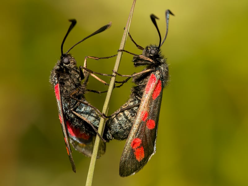 Summer Loving by Ian Wood, third place in the wildlife category of the South Downs National Park Authority photo competition