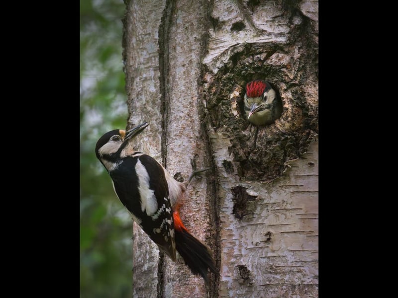 'Hungry Pecker' by Richard Murray, highly commended in the South Downs National Park photo competition