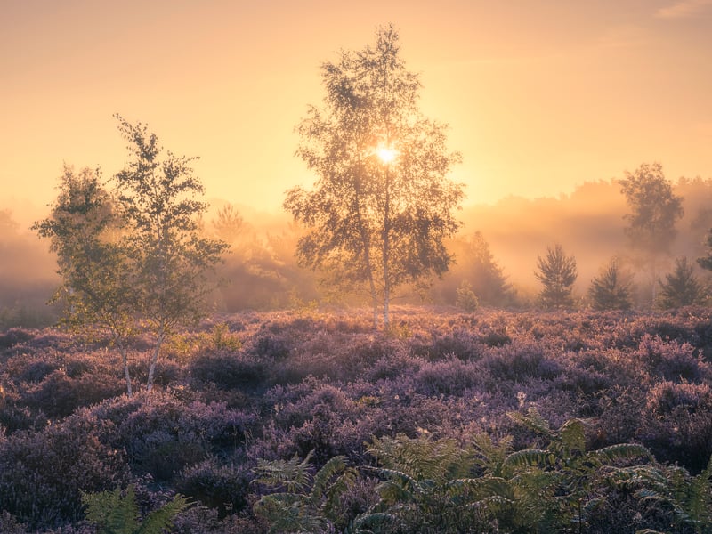 Heavenly Heath by Ian Brierley, highly commended in the South Downs National Park photo competition.