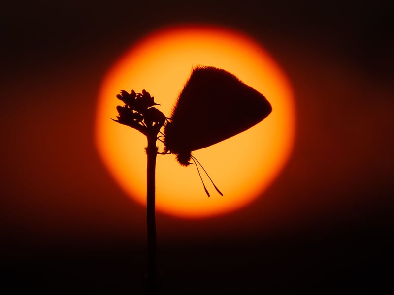 'Blue at Sunset' by Emma Varley, highly commended in the South Downs National Park photo competition