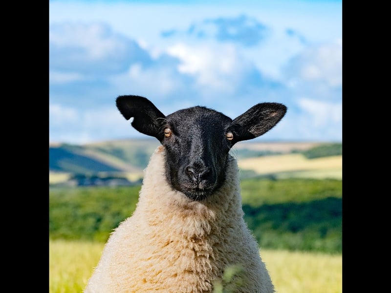  'Feeling Sheepish' by Ian Cairns, highly commended in the South Downs National Park photo competition