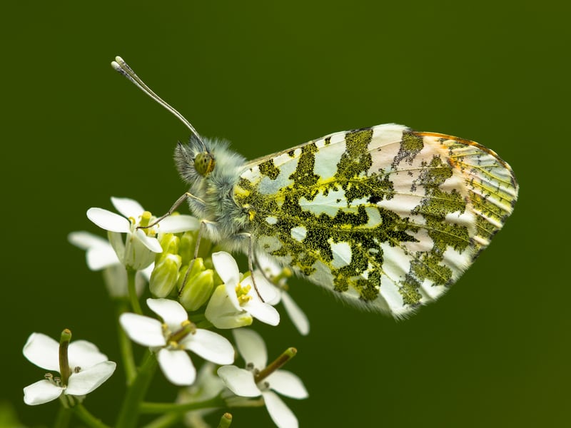 Orange Tip by Thomas Moore, winner of the Wildlife category in the South Downs National Park Authority photo competition
