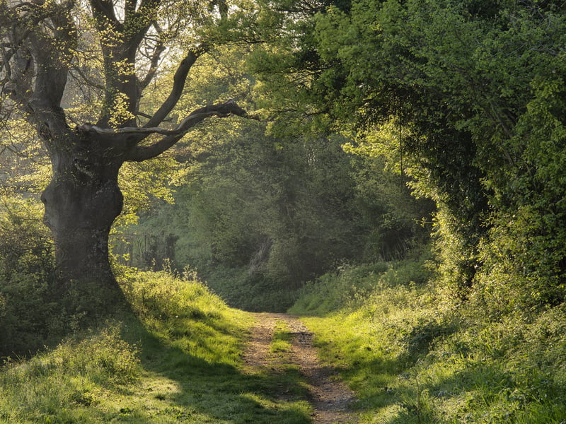 'A Hobbit Hole in Hampshire' by Simon James Newman, third place in the main category in the South Downs National Park photo competition