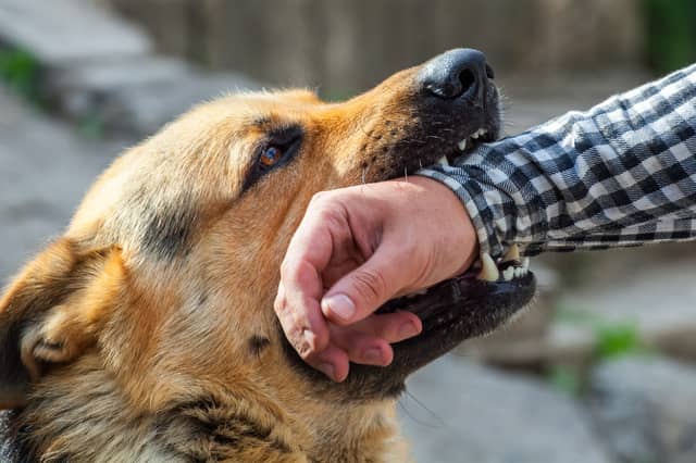Some breed of dog - like the German Shepherd - are more likely to bite than others.