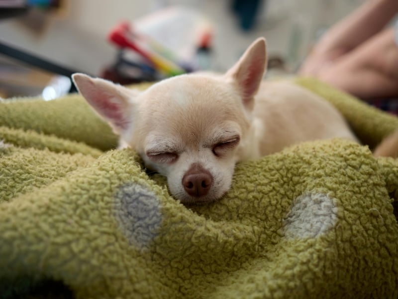 When you're as tiny as a Chihuahua it's perhaps not surprising that you feel the need to stamp your authority on situations. This can result in the tiny pups being both noisy and nippy - traits that need to be dealt with early in life or they may become permanent.