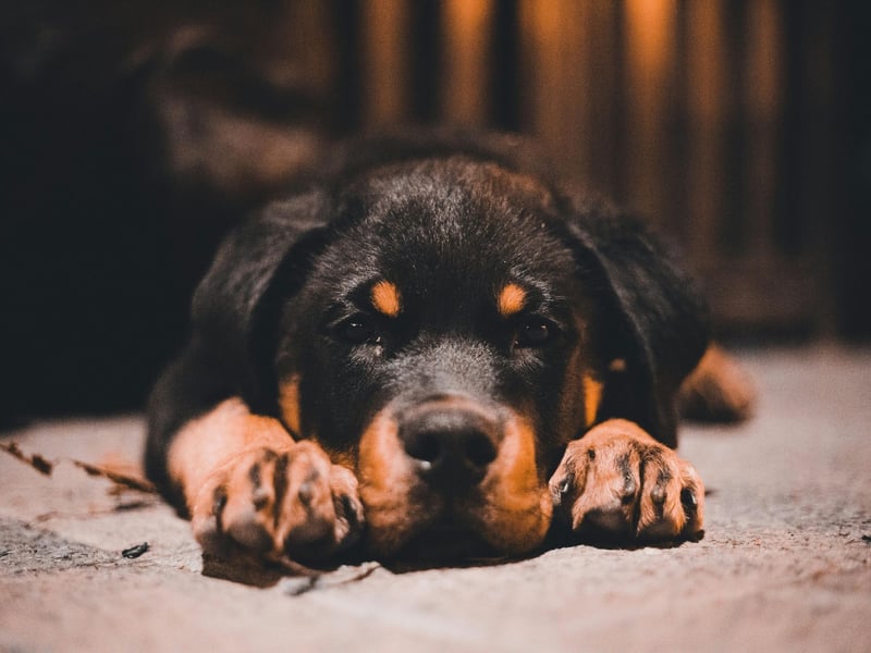 Another dog designed to herd and protect, the Rottweiler sometimes gets a largely undeserved reputation for being aggressive. Most Rottweilers are very gentle dogs, but if they are not trained properly they can have a dangerous habit of lashing out in self defence when the actual threat level is small.