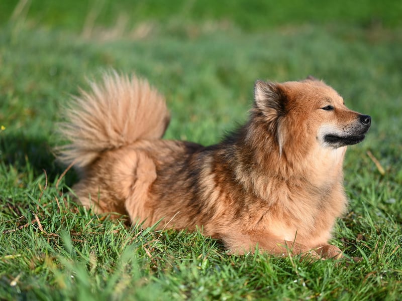 The Chow Chow is a fiercely loyal and protective dog, meaning that there's no danger of their owner getting a bite. Issues can arrive when they think their owner is being threatened, or simply if they take against a stranger, leading to a chance of a bite. It means they should be kept under strict control all the time. 