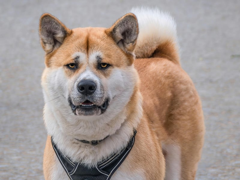 Originally from the mountains of northern Japan, the Akita was bred originally to act as both guard dogs and to hunt bears - so these are dogs that can hold their own in a fight. Fiecely protective of their family, they can lash out with a powerful bite if they perceive there to be a threat.
