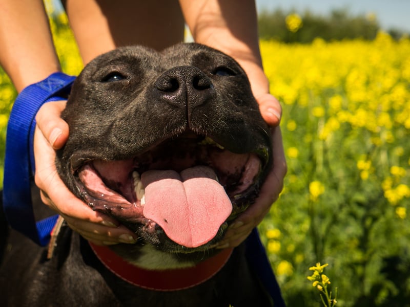 No longer recognised by the UK Kennel Club after they were banned under the Dangerous Dogs Act, the Pit Bull is still a popular pet in the USA. The main issue with this type of dog is not only that they are slightly more likely to deliver a bite than other breeds, but that their bite is so powerful that it can do severe damage - leading to several fatalities each year.