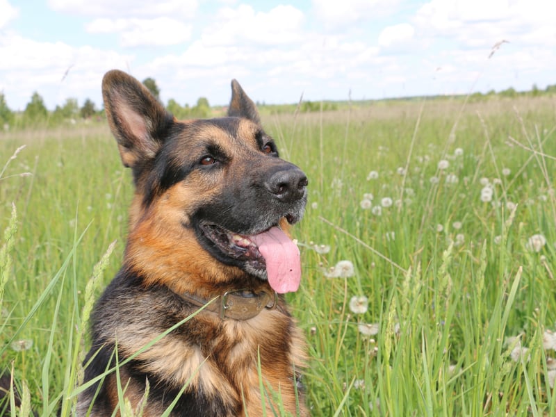 The German Shepherd is one of the world's most useful dogs - being used as everything from guard dogs to drug detection dogs by police forces and armies around the world. One of the attributes that makes them good at these tasks is that they are willing to bite if required - for instance to stop a criminal. Inevitably a dog will occasionally make a mistake and bite someone in a way that is not acceptable.