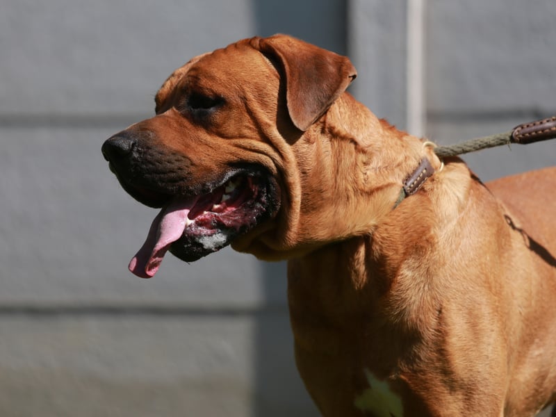 Another breed banned in the UK, the Japanese-born Tosa Inu is a dog that was bred for fighting, with a fearsome bite. Like all dogs, they can become gentle family pets if properly trained, but it's a serious challenge to do so, and there's alway a chance that they could deliver a nasty bite if scared or anxious.