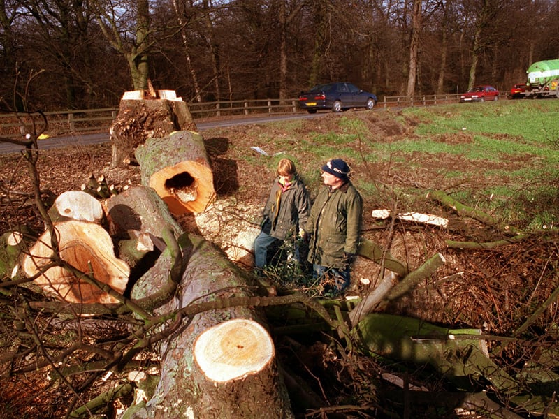 Walkers examine trees felled on Bullerthorpe Lane to make way for the new link road.