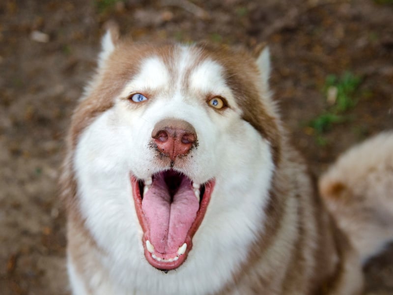 The Siberian Husky is not a breed for a novice dog owner. They are intelligent and playful but can get belligerent, rowdy and destructive - particularly if they don't get the huge amount of exercise they need or if their owner doesn't fully assert their dominance. This problematic behaviour can unfortunately include biting.