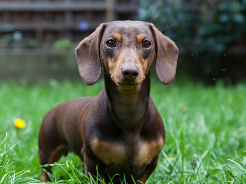 Even the most dedicated of Dachshund fans might be prepared to admit that these pups can be fairly 'unpredictable'. Strong-willed and delightfully naughty, the sausage dog is often a culprit when it comes to delivering a nip - it's hardly going to be life-threatening though, and they might at least pretend to be sorry (before doing it again).