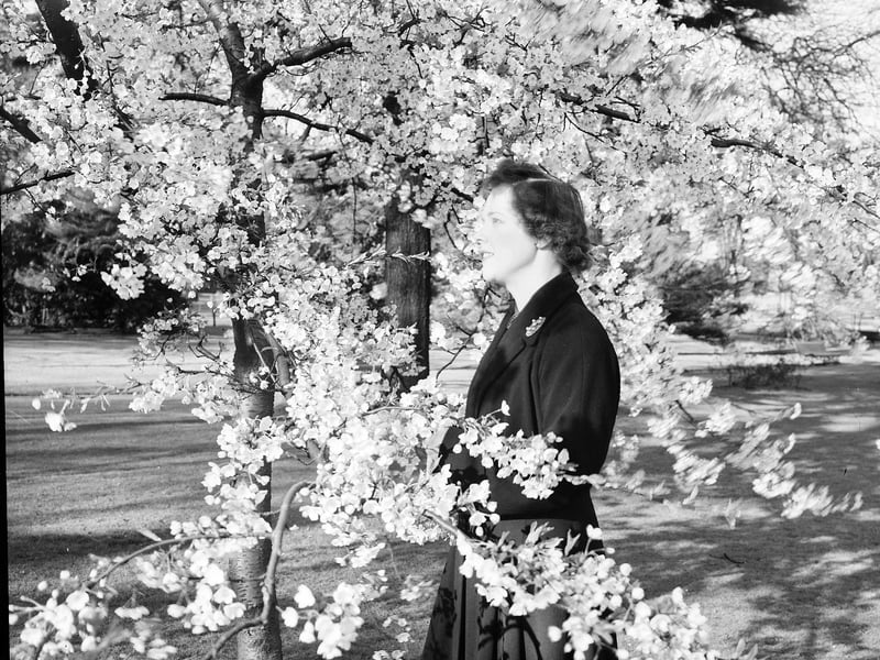 Enjoying the blossom in the Royal Botanic Gardens in April 1952.