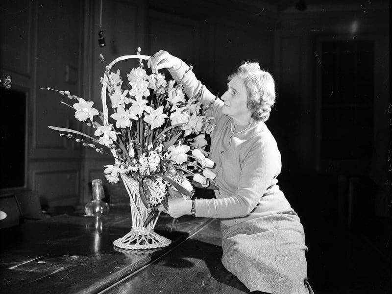 Mrs W Waterson arranges her basket of spring flowers as part of the monthly Royal Caledonian Horticultural Society competition at the Botanic Gardens in March 1960.