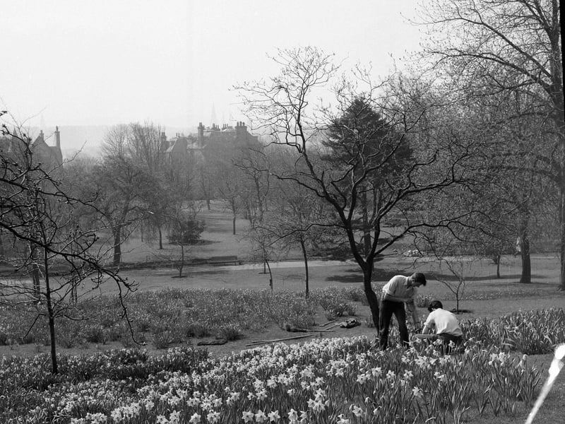 Two gardeners attending to daffodils in the Royal Botanic Gardens in April 1962.
