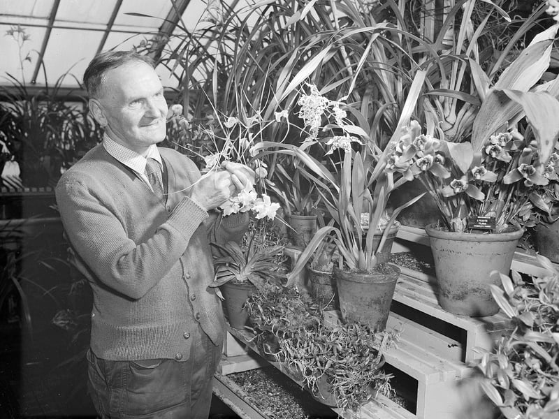 Gardener John Handen, who looked after the orchids in the Royal Botanic Gardens, in May 1961.