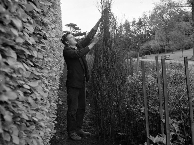 Using lengths of brushwood to support sweet pea plants at the Royal Botanic Gardens in June 1965.
