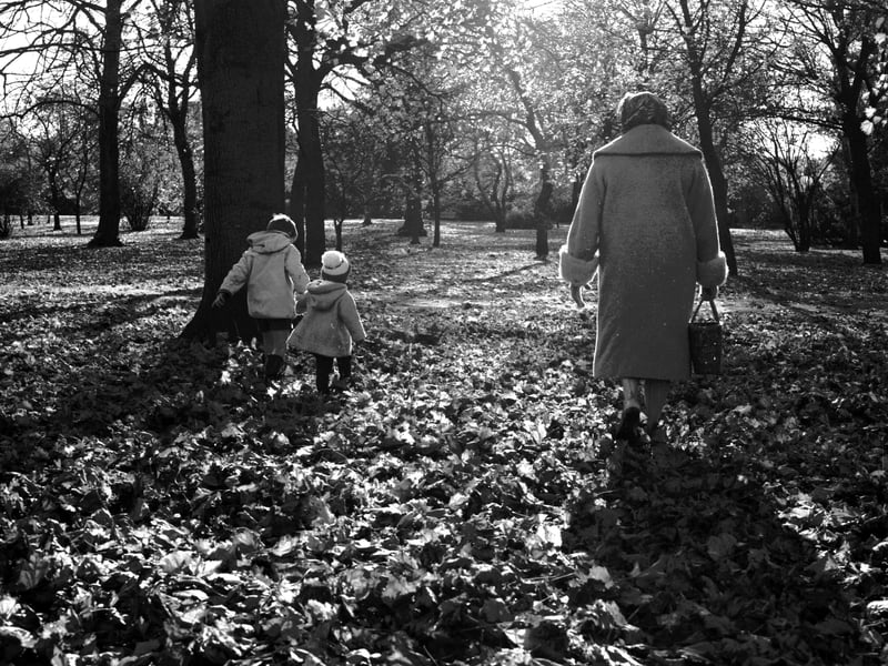 Autumn sunshine on leaves in the Botanic Gardens in October 1965.