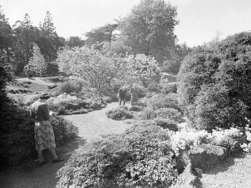 Part of the rock garden and wild garden pictured in May 1953.