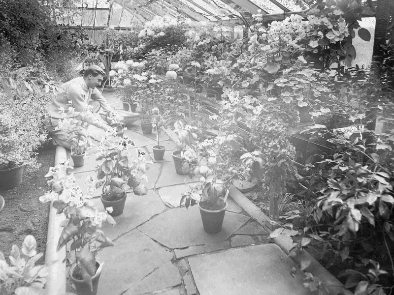Chrysanthemums, begonias and camellias in one of the greenhouses in the Botanics in 1960.
