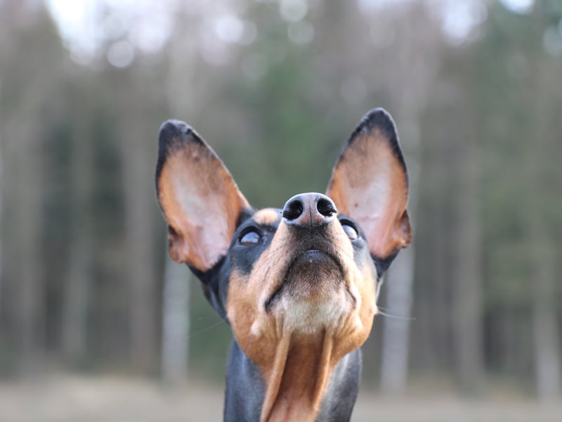 The German Pinscher is not known for any particular breed-specific health conditions, other than the usual eye and hip complaints later in life. Regular excercise and proper care should lead to a long and healthy doggy life for these born entertainers.