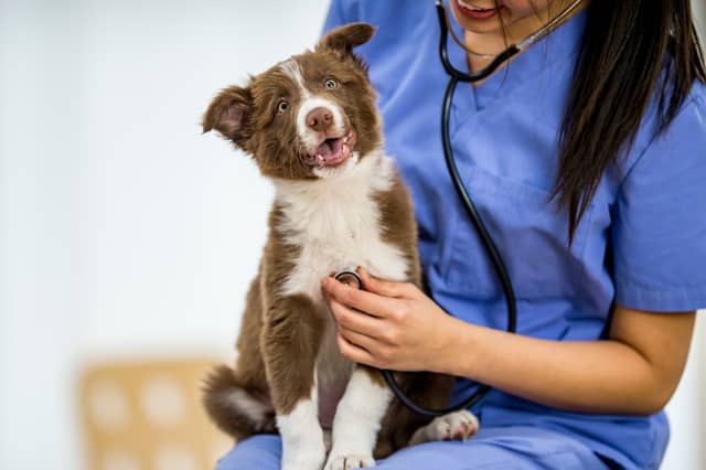 For some dogs a visit to the vet is a rarity.