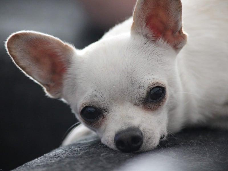 The world's tiniest breed of dog is also one of the healthiest. The miniscule Chihuahua has very few ailments particular to the breed, although older dogs may develop eye and cardiac issues - much like humans. This is the breed that typically lives the longest.