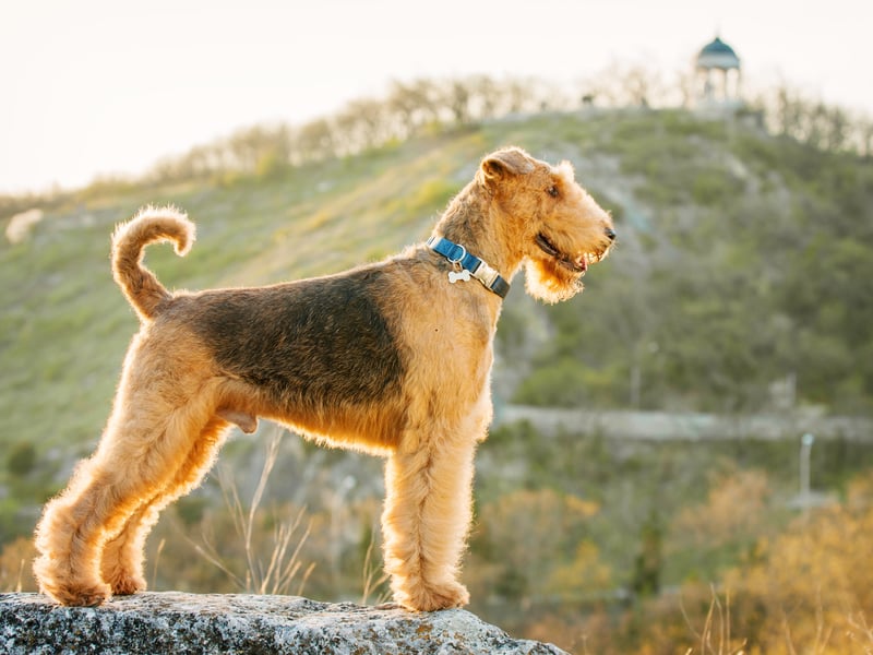 Also known as the Bingley Terrier, the King of Terriers or the Waterside Terrier, the Airedale Terrier is a breed that was first bred in the West Riding of Yorkshire. It's a dog a relatively low number of health concerns, with cancer being the leading cause of death.